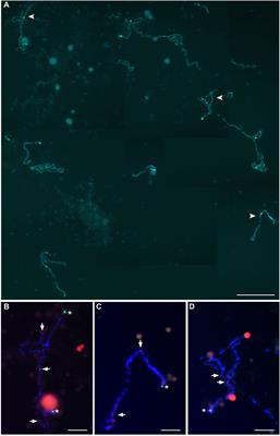 Meiotic deviations and endoreplication lead to diploid oocytes in female hybrids between bighead catfish (Clarias macrocephalus) and North African catfish (Clarias gariepinus)